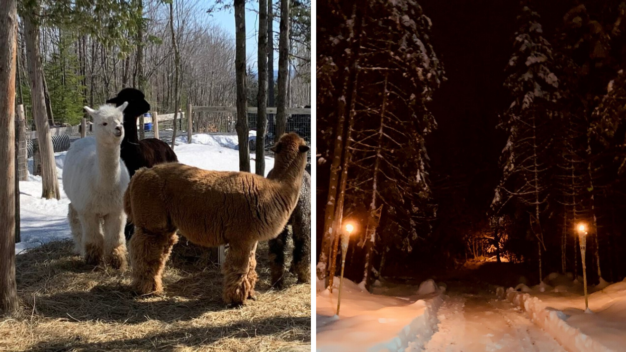 Alpagas noirs, blancs et bruns la ferme du Zoo-Animation Estrie. Droite : Sentier aux flambeaux enneigé en forêt.