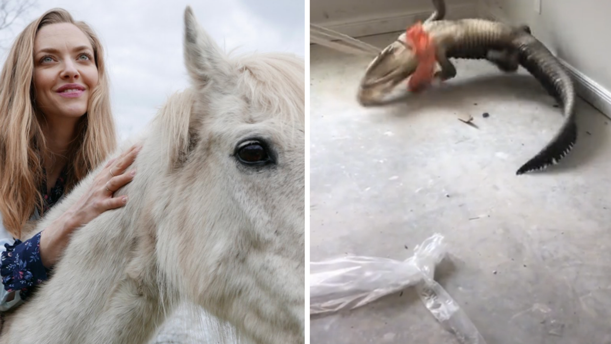 Amanda Seyfried astride a horse. Right: Alligator wranglers remove aggravated reptile from construction site.