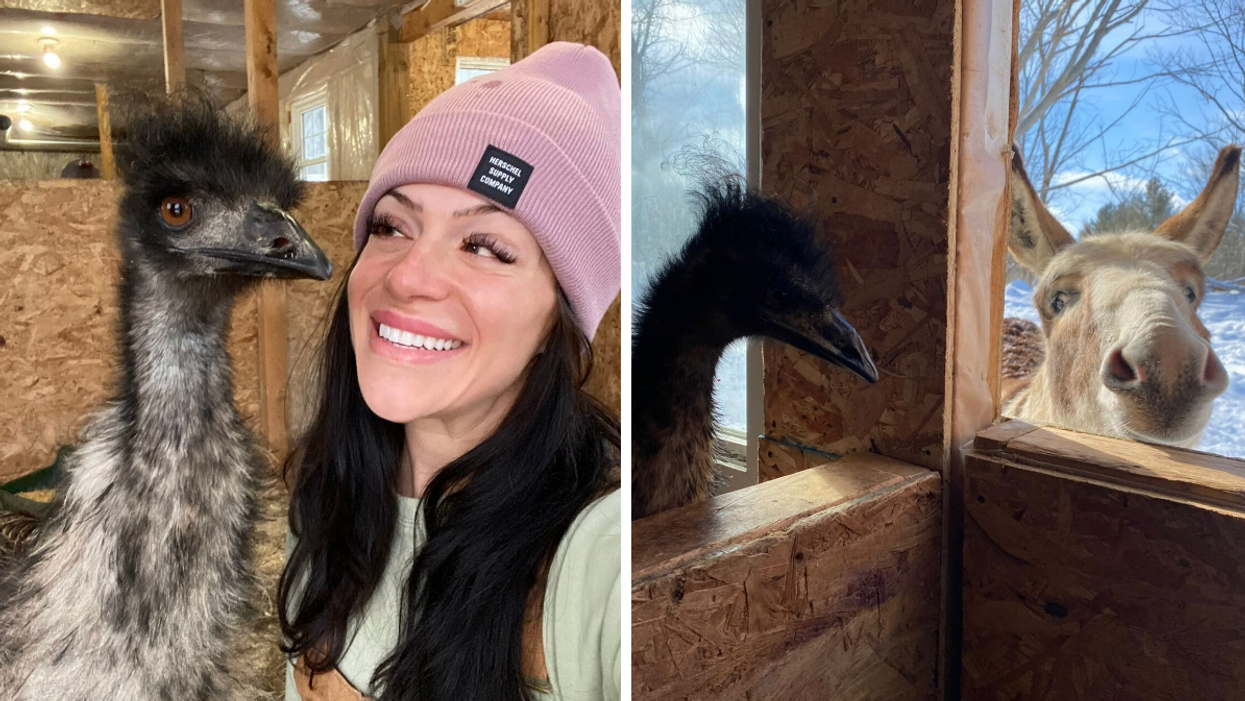 Amanda with an emu. Right: An emu and donkey.