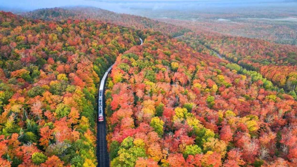 An aerial view of a train travelling through fall colours.