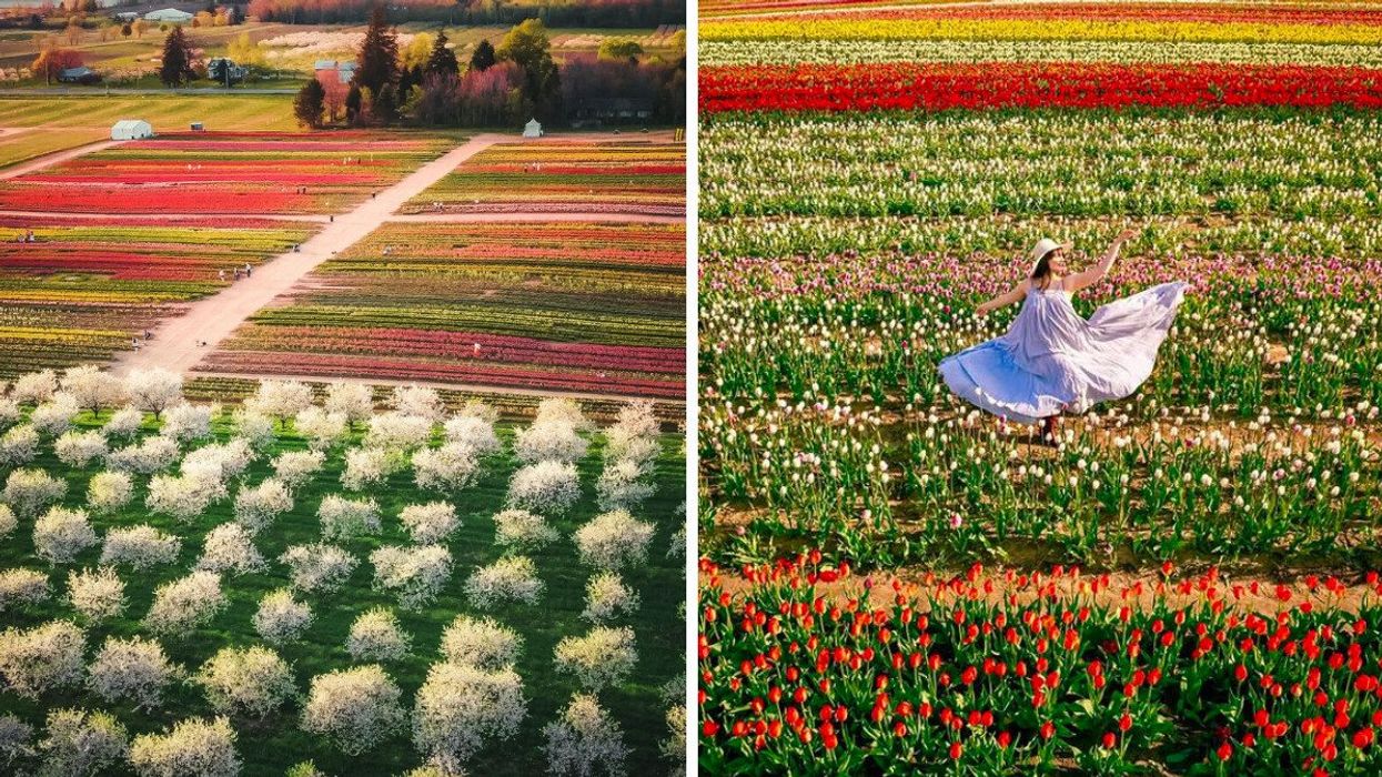 An aerial view of tulip fields. Right: A person in a tulip field.
