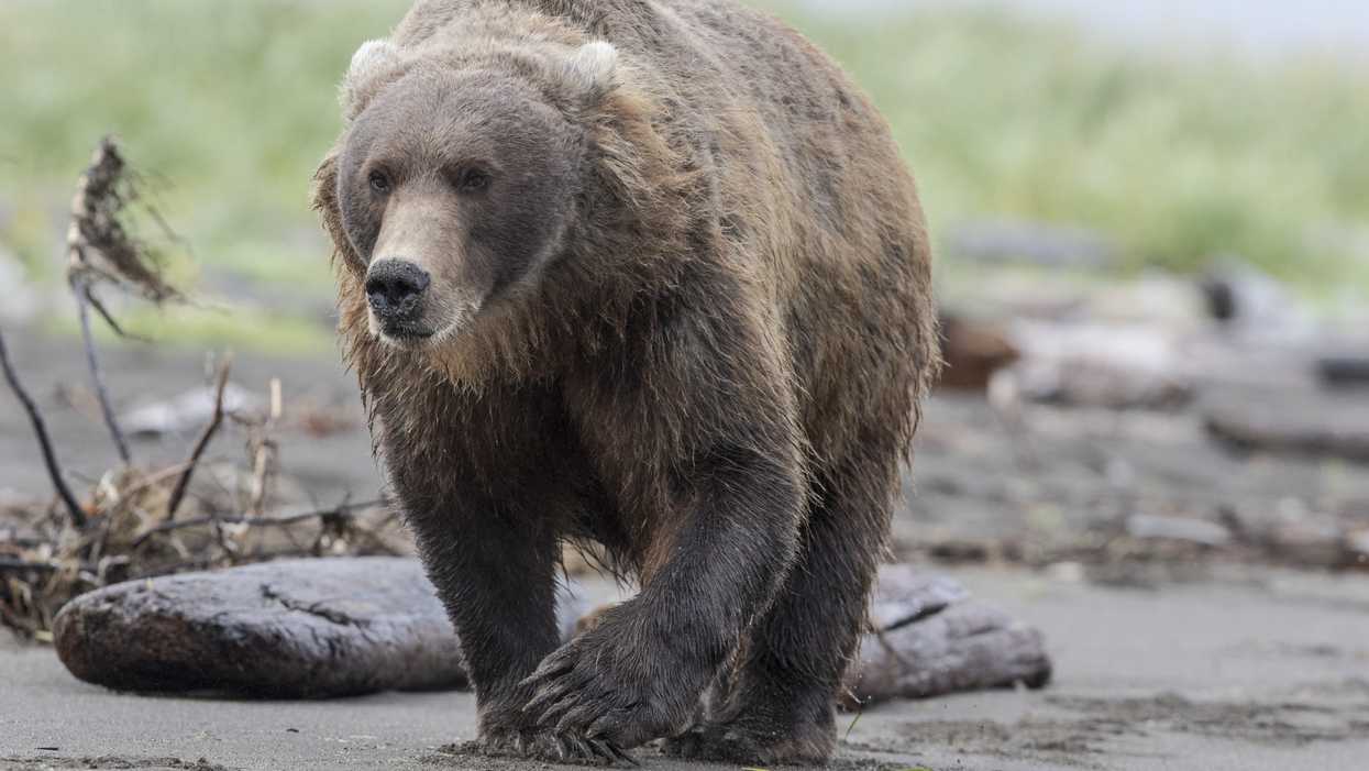 An Alaska Bear In An Outhouse Bit A Woman's Bare Butt