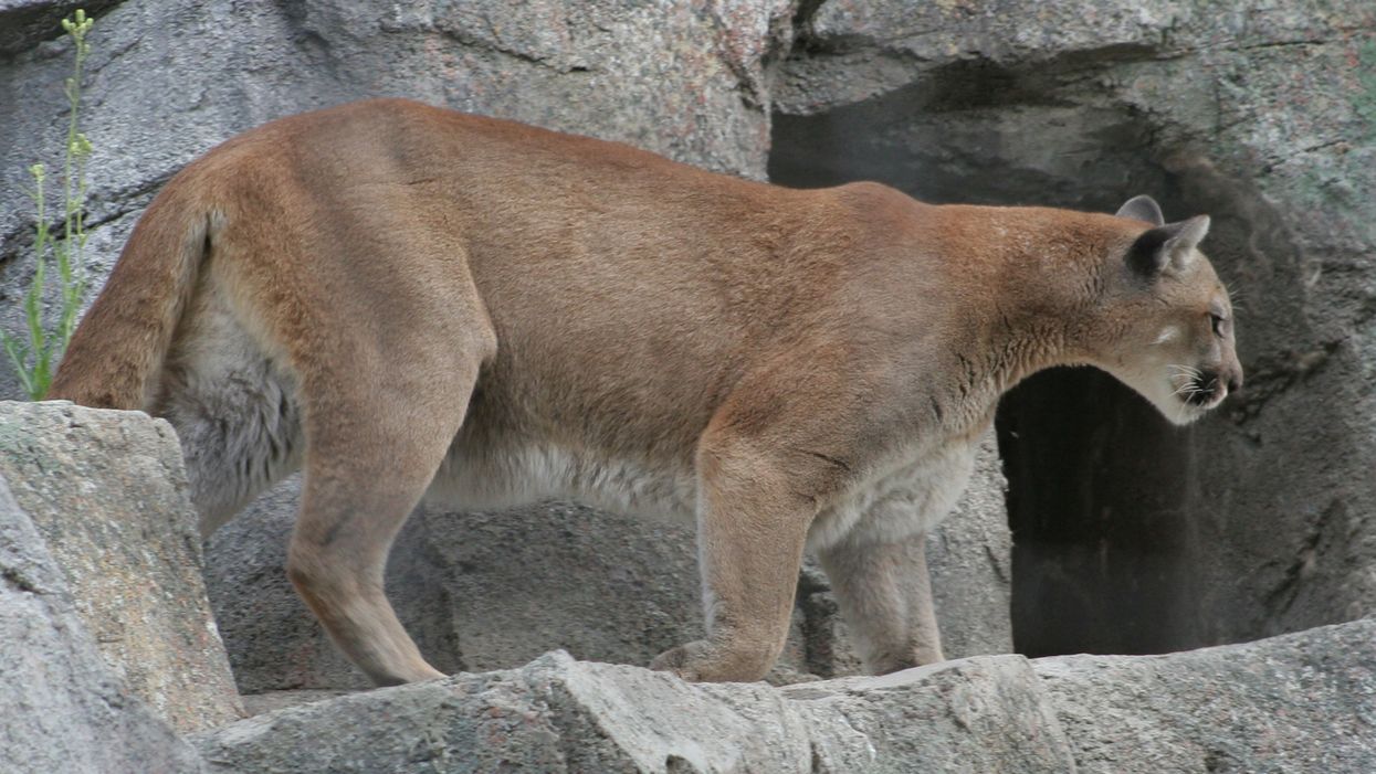 An Alberta Cougar Was Shot By A Slingshot & The Shooter Faces Up To $125k In Fines