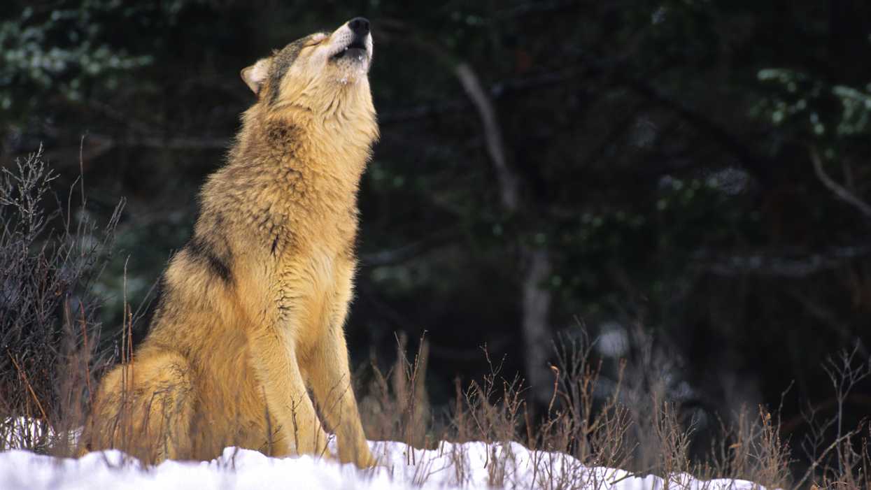 An Alberta Wolf's Haunting Howl Was Caught On Video & It Will Give You Chills