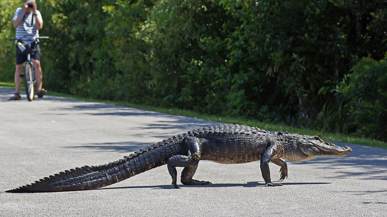 An alligator crossing the street.
