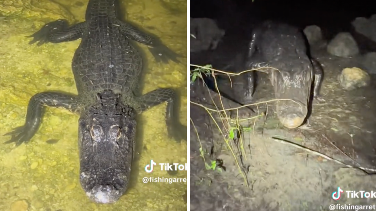 An alligator in the Everglades. Right: An alligator coming after the man recording in the Everglades.