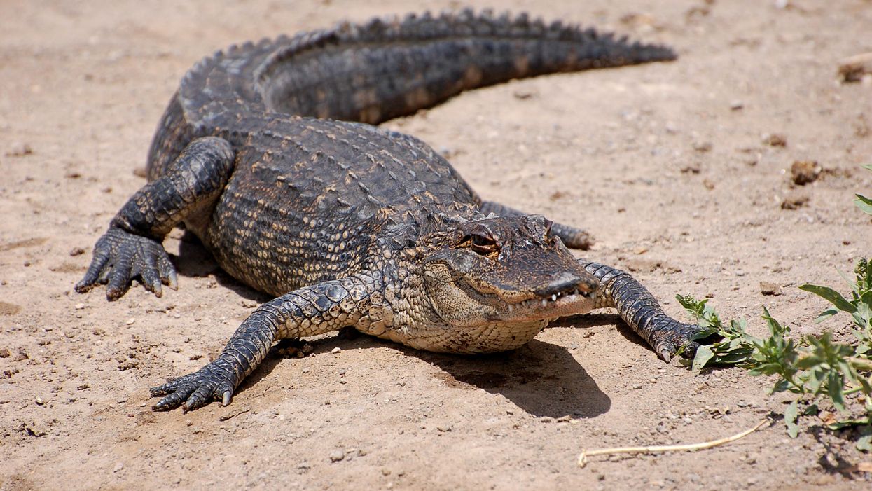 An alligator laying on a dirt landscape.