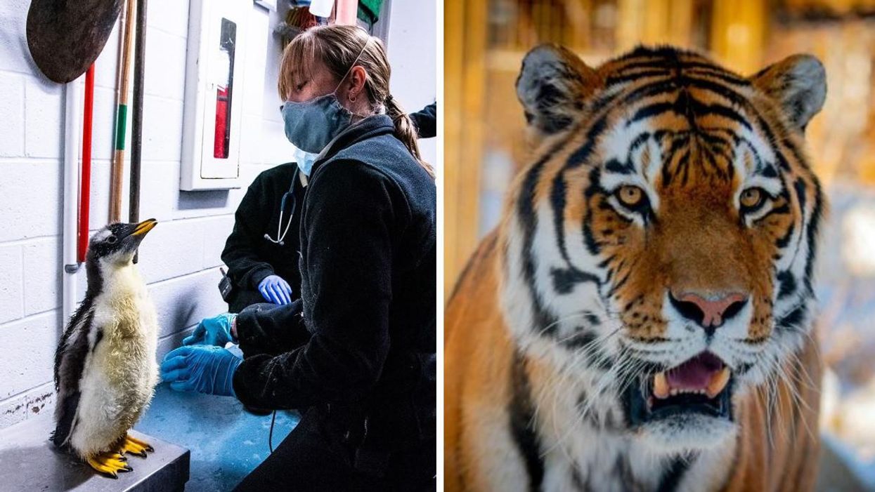 An Animal Care Technician with a penguin at Calgary Zoo. Right: A Calgary Zoo tiger.