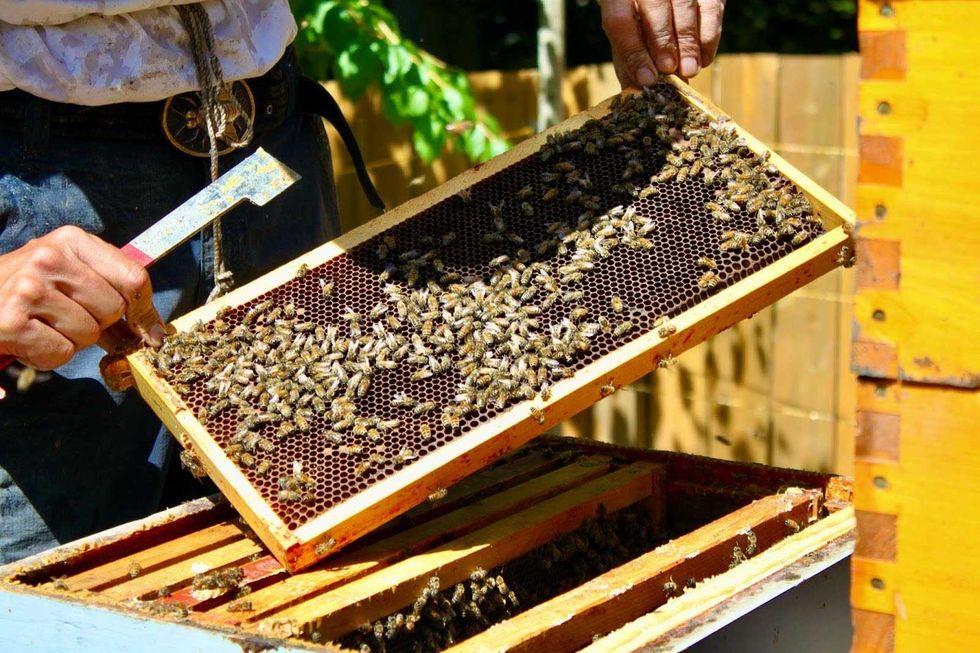 An apiarist holds up a frame from a bee box coverd in bees and honey.