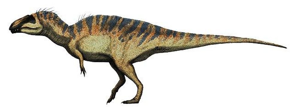 An artist depiction of the Acrocanthosaurus.