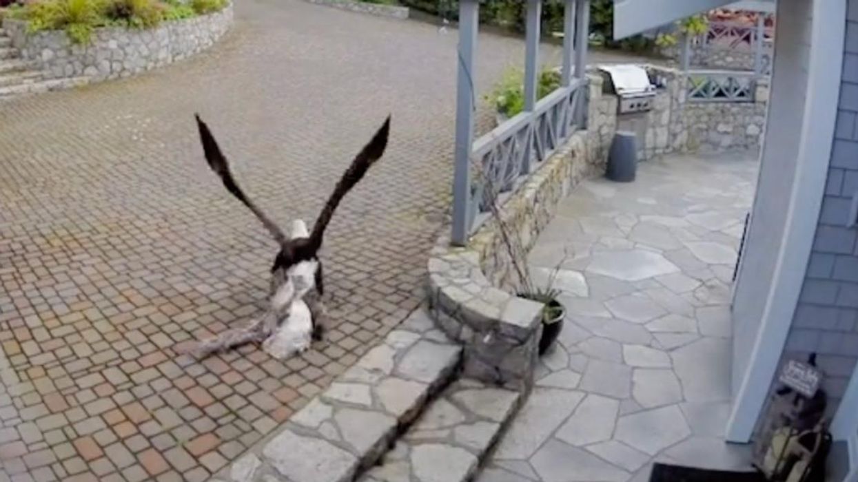 An eagle attacking a goose.