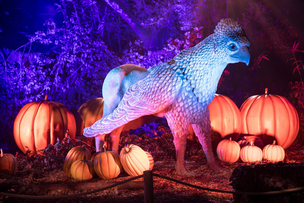 An enchanting Hippogriff.