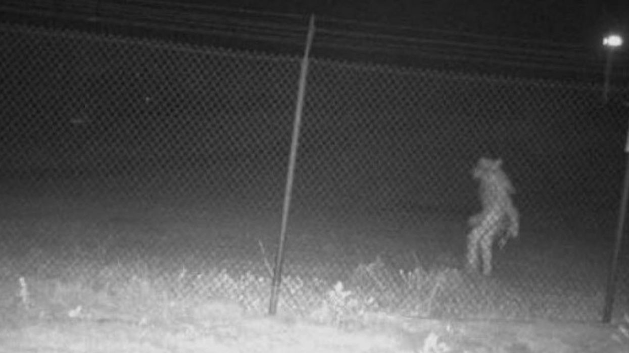 An "entity" spotted by motion-sensitive cameras outside the Amarillo Zoo.