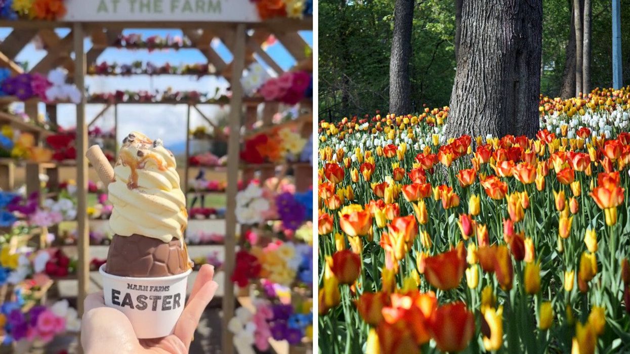 An ice cream. Right: Tulips in a forest.