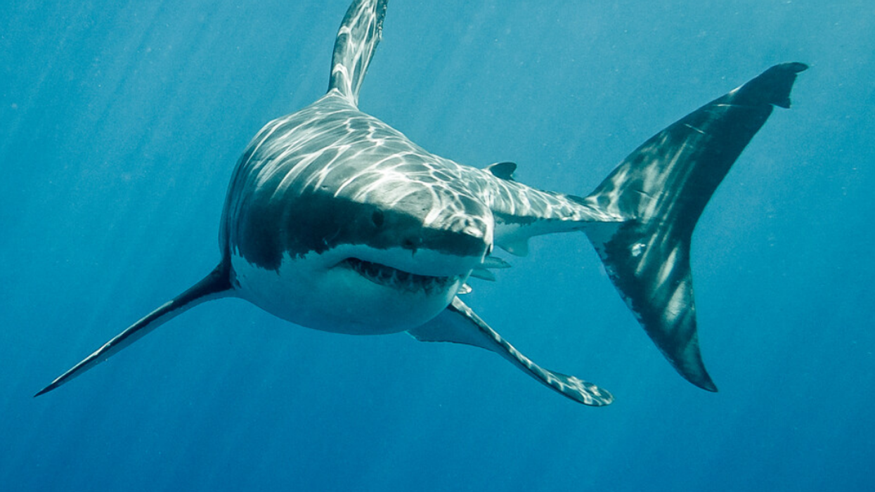 An image of a great white shark underwater.