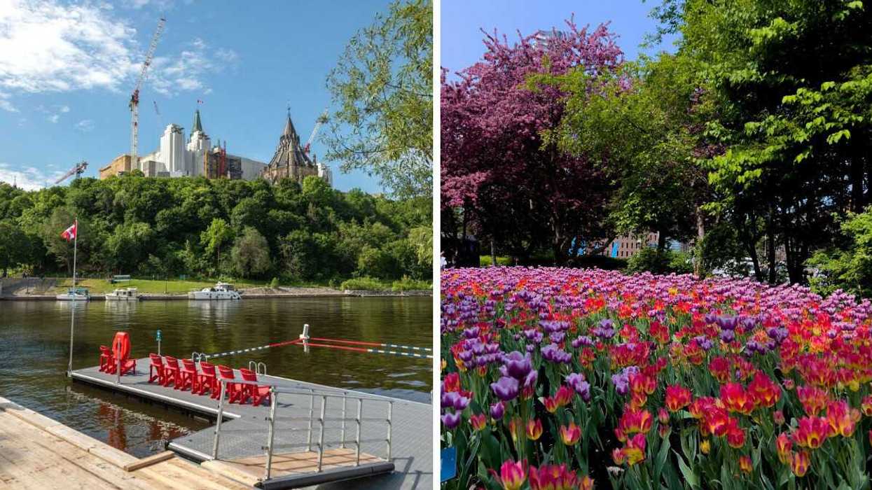 An NCC dock with Muskoka chairs overlooking the water, with Parliament visible in the distance, Right: Red and purple tulips blooming in an Ottawa park.