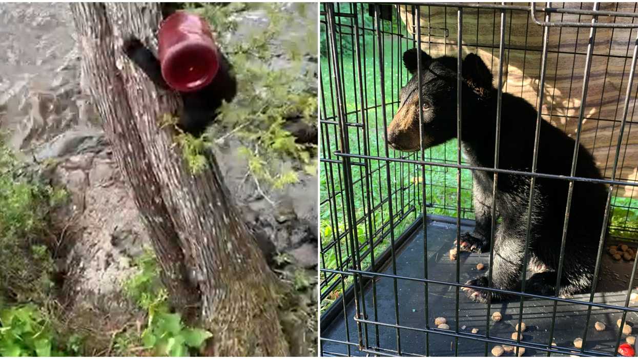 An Ontario Bear Cub Stuck In A Bucket Sent Two Men On A Wild Rescue Chase
