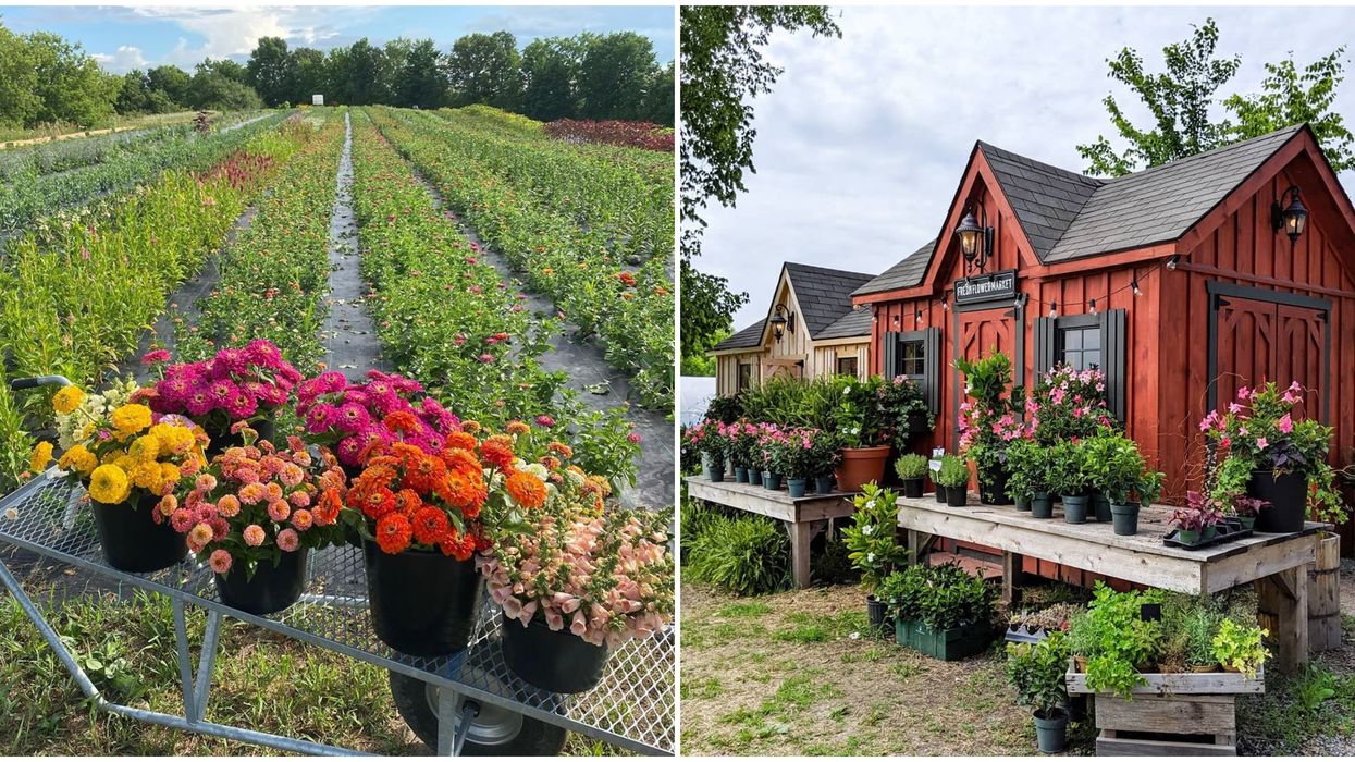 An Ontario Flower Farm Has Unique Blooms & House Plants For Your Urban Jungle