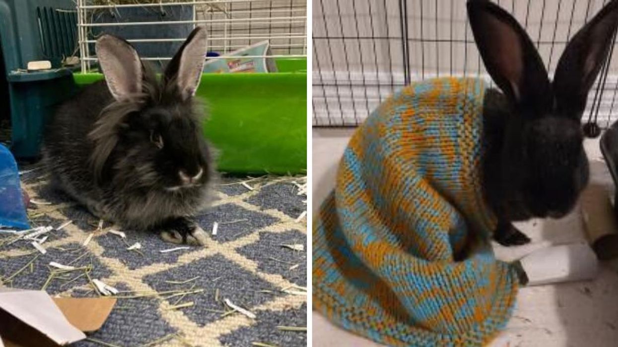 An Ontario Humane Society Has Huge Discounts On Bunny Adoption Fees & So Many Need Homes