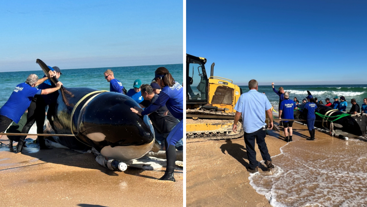 An Orca whale on the beach. Right: A Bobcat and authorities trying to move the whale.