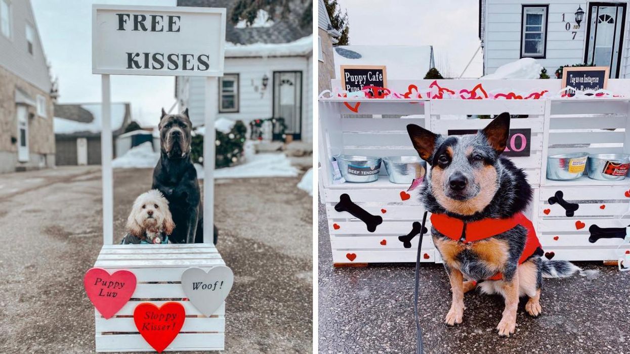 An Oshawa Couple Created A Free Puppy Cafe To Spread 'Kindness' & It's So Doggone Cute