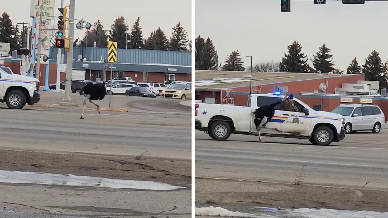 An ostrich loose in Taber, Alberta. Right: The farmer trying to catch a loose ostrich.