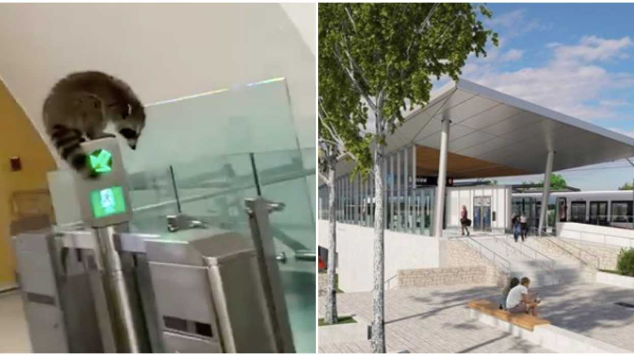 An Ottawa Raccoon Tried To Fare-Dodge At An OC Transpo Station On Friday (VIDEO)