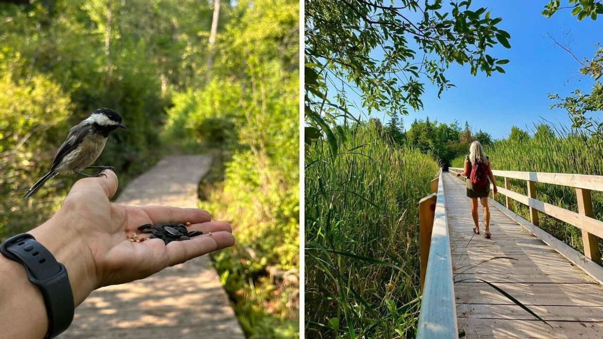 An outstretched hand holding birdseed with a chickadee perched on it. Right: Someone walking along a boardwalk through a marsh.