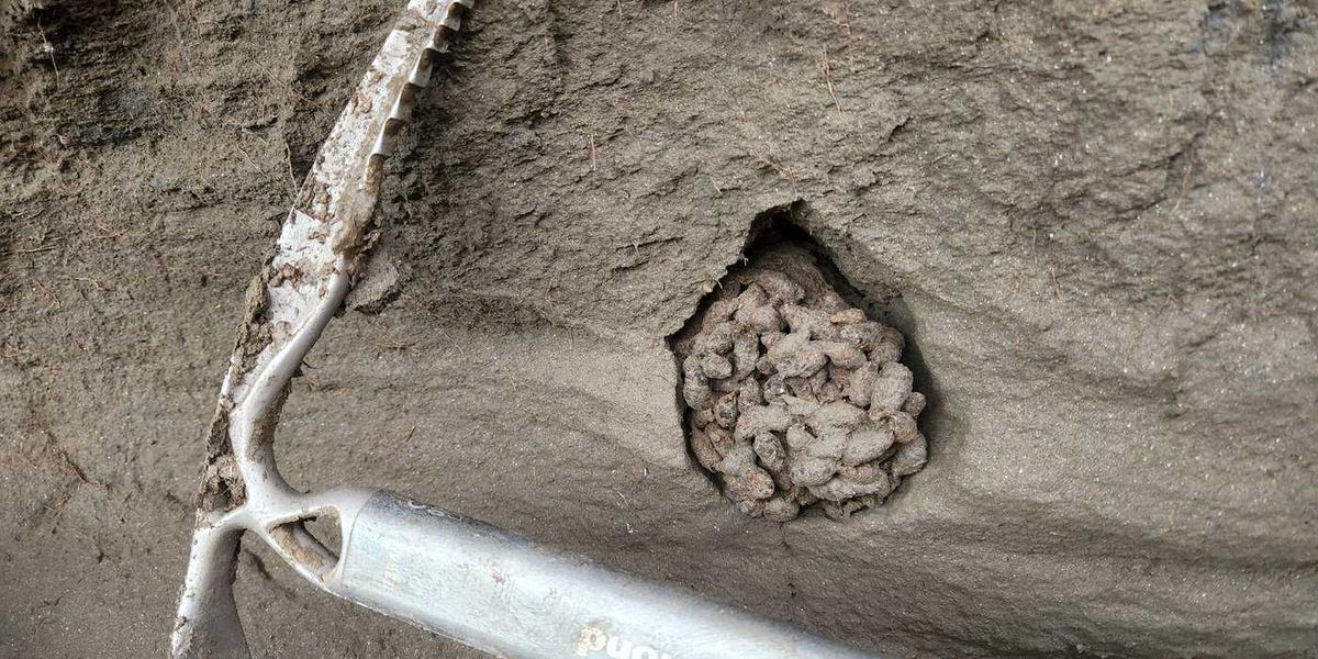 Ancient squirrel feces offer ‘time capsule’ of environment thousands of years ago Ancient squirrel feces offer ‘time capsule’ of environment thousands of years ago
