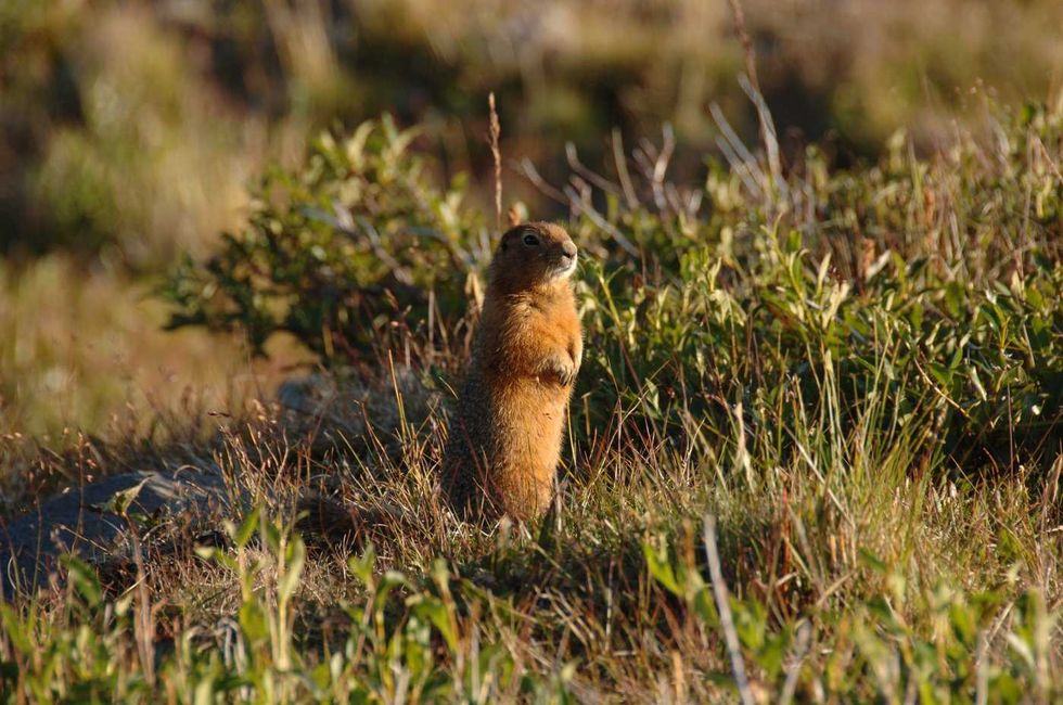 Ancient squirrel scat offers 'time capsules'