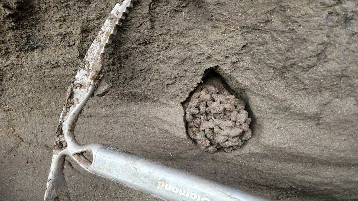Ancient squirrel scat offers 'time capsules'