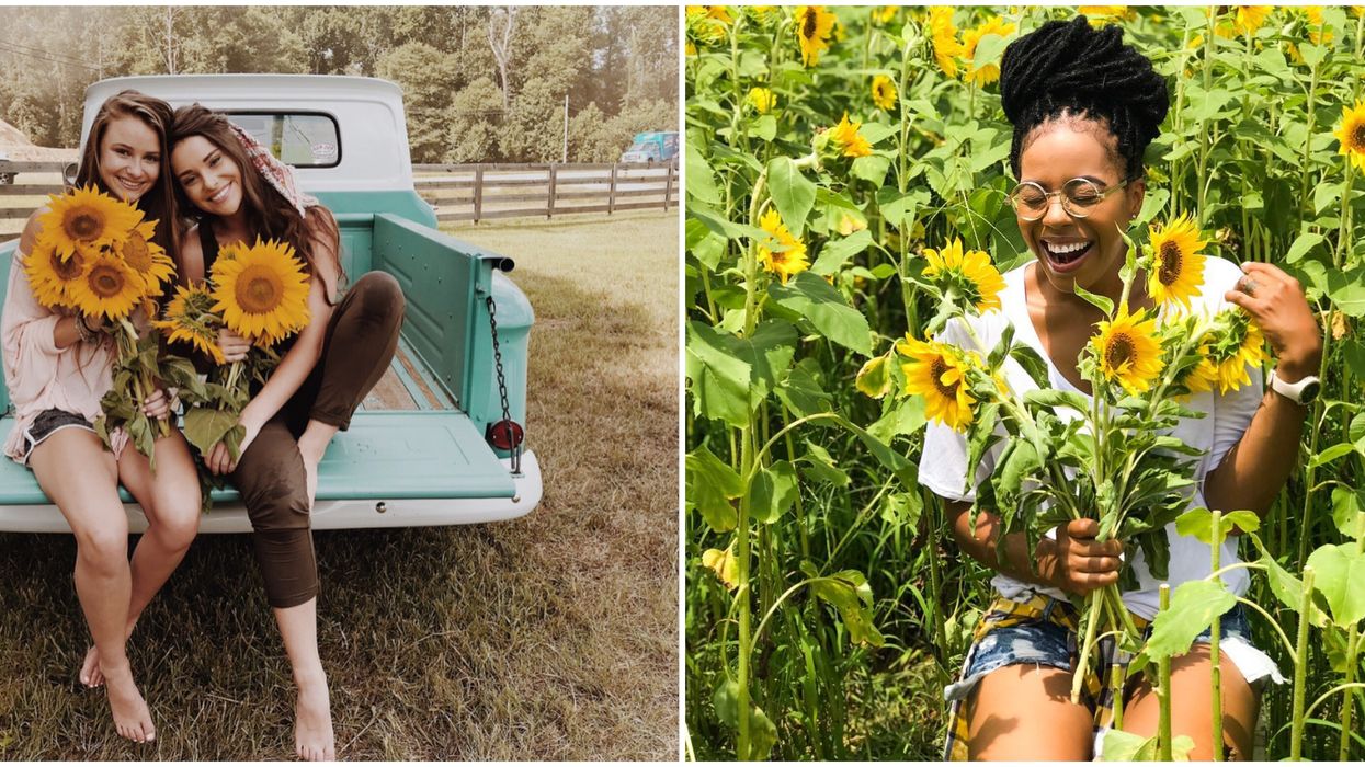 Anderson Sunflower Farm Sunflower Fields In Georgia Is Open For Season With $1 Stalks