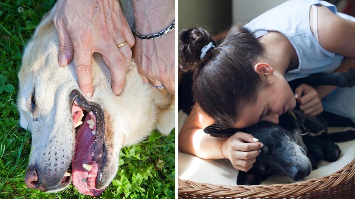 Animal Therapy Is Basically Medicine For Your Mind, According To A New Study