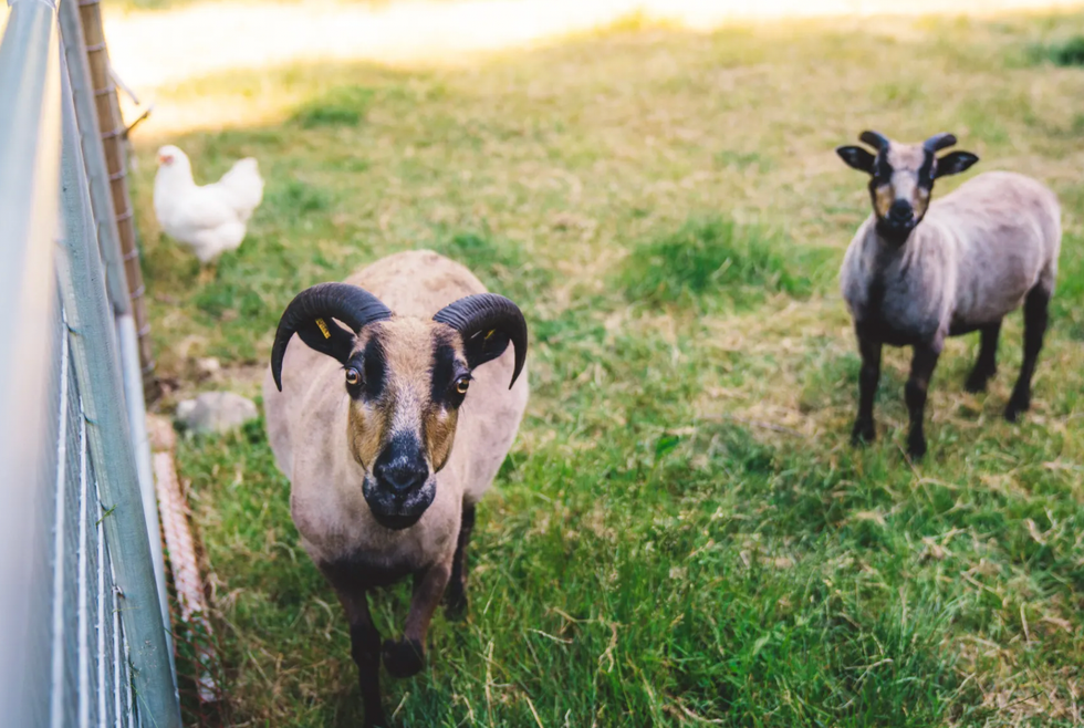 Animals on the campground.