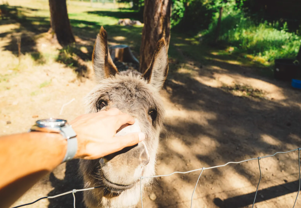 Animals on the campground.