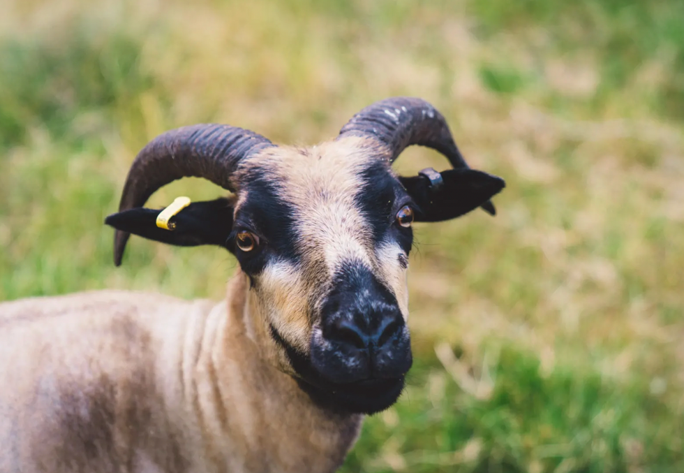 Animals on the campground.