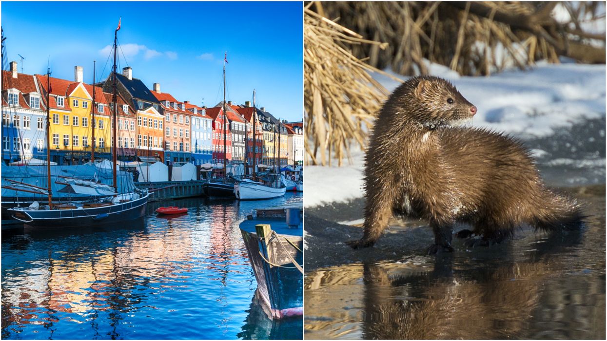 Animals With COVID-19 Have Been Bursting Out Of Their Graves In Europe