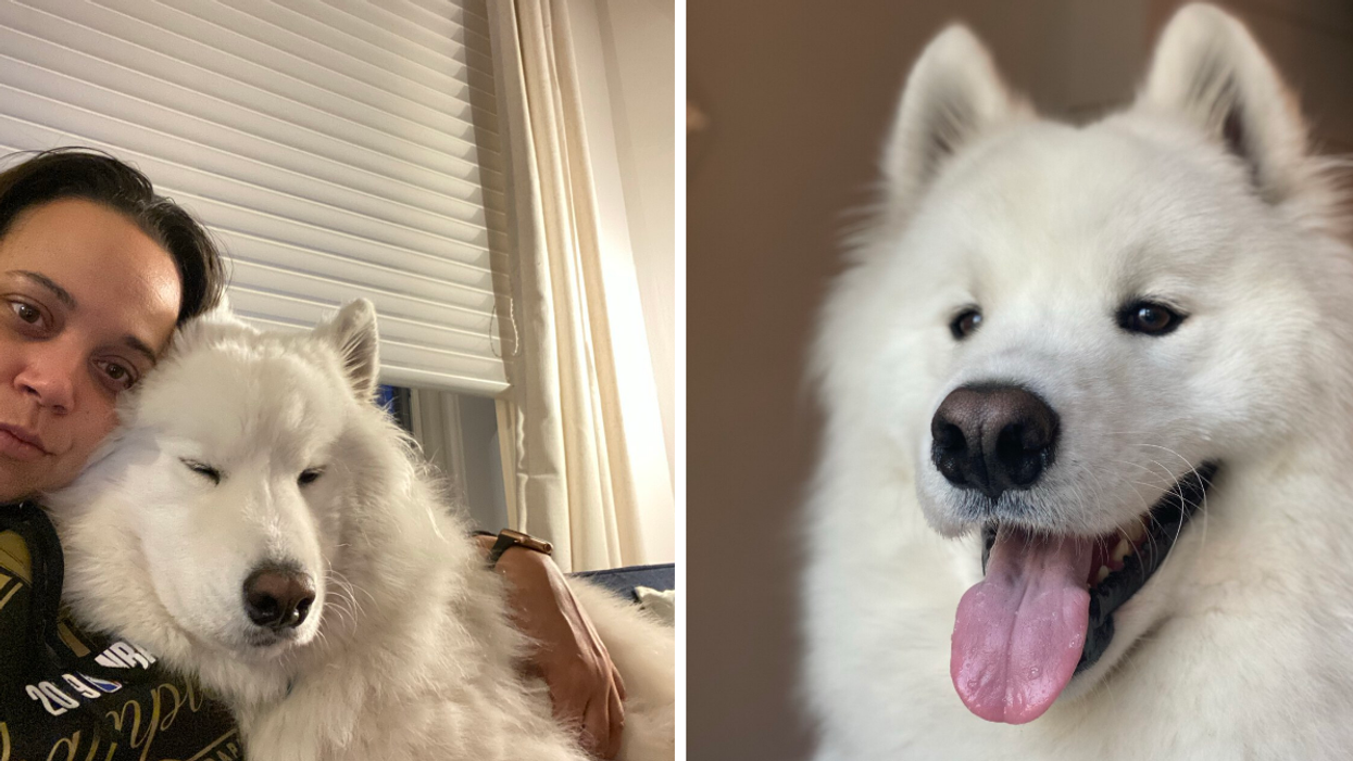 Anne Chirakal and Chilly. Right: Chilly.