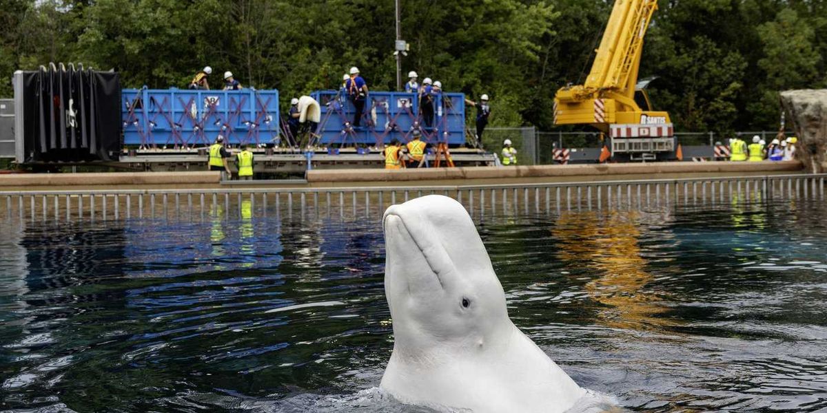Another six whales being moved out of Marineland, headed to U.S. aquariums Another six whales being moved out of Marineland, headed to U.S. aquariums