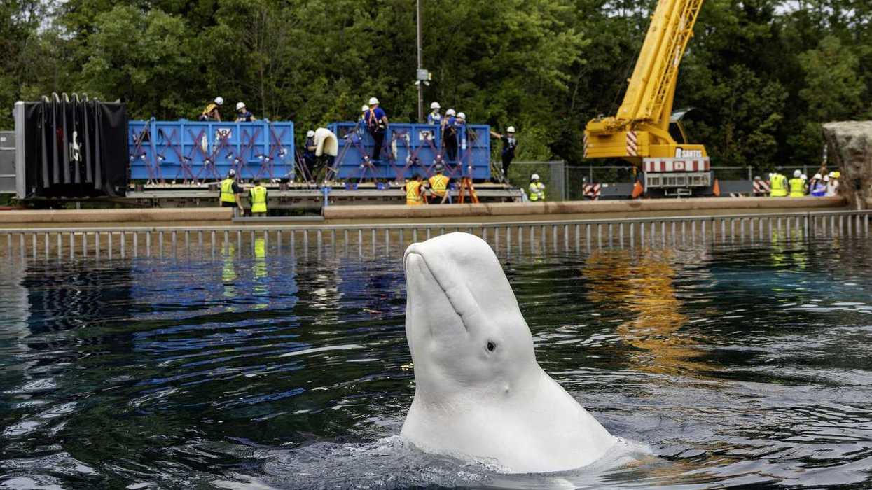 Another batch of whales leaving Marineland