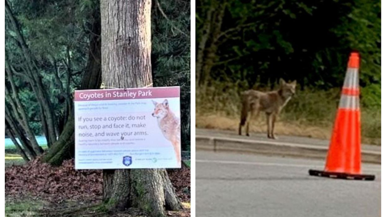 Another Coyote Attack In Stanley Park Just Happened While A Women Was Out Running