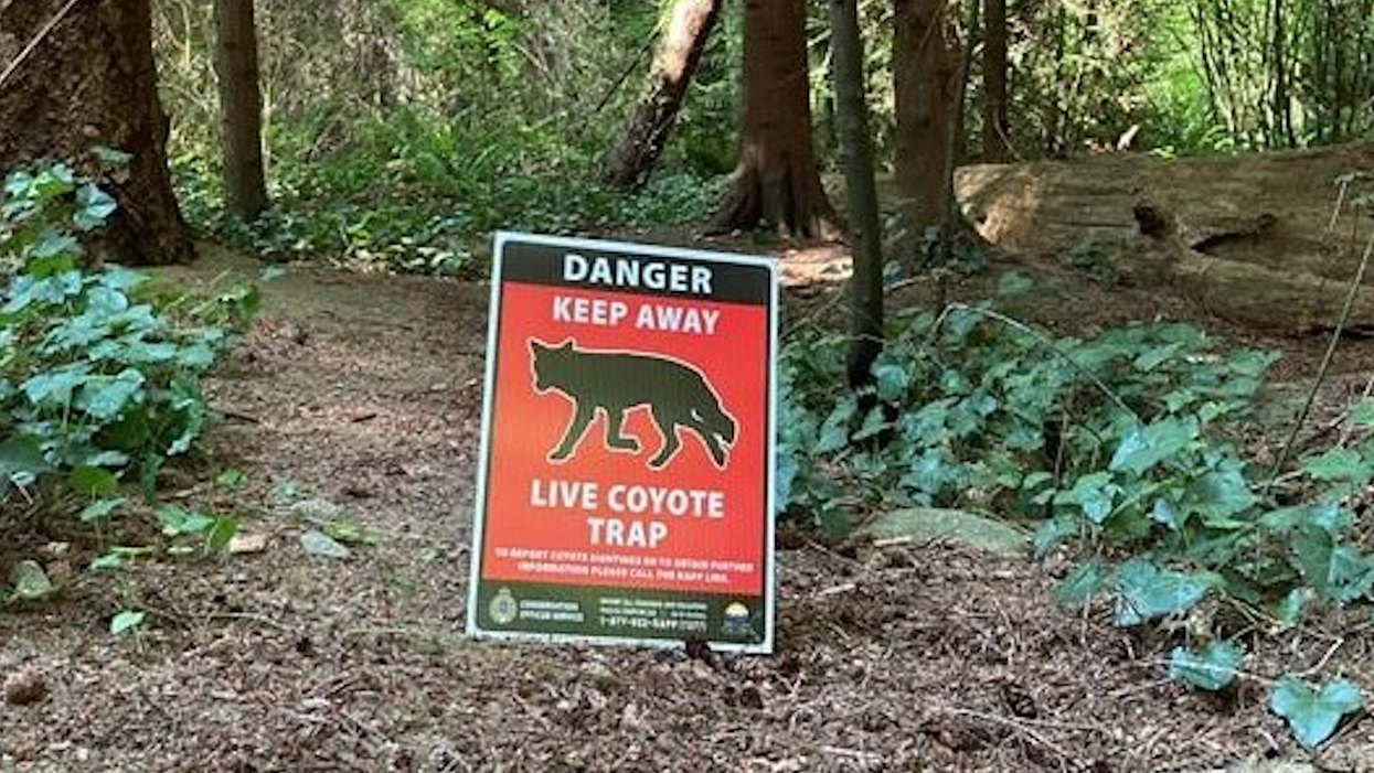 Another Coyote Attack In Stanley Park Sent A 5-Year-Old Boy To The Hospital