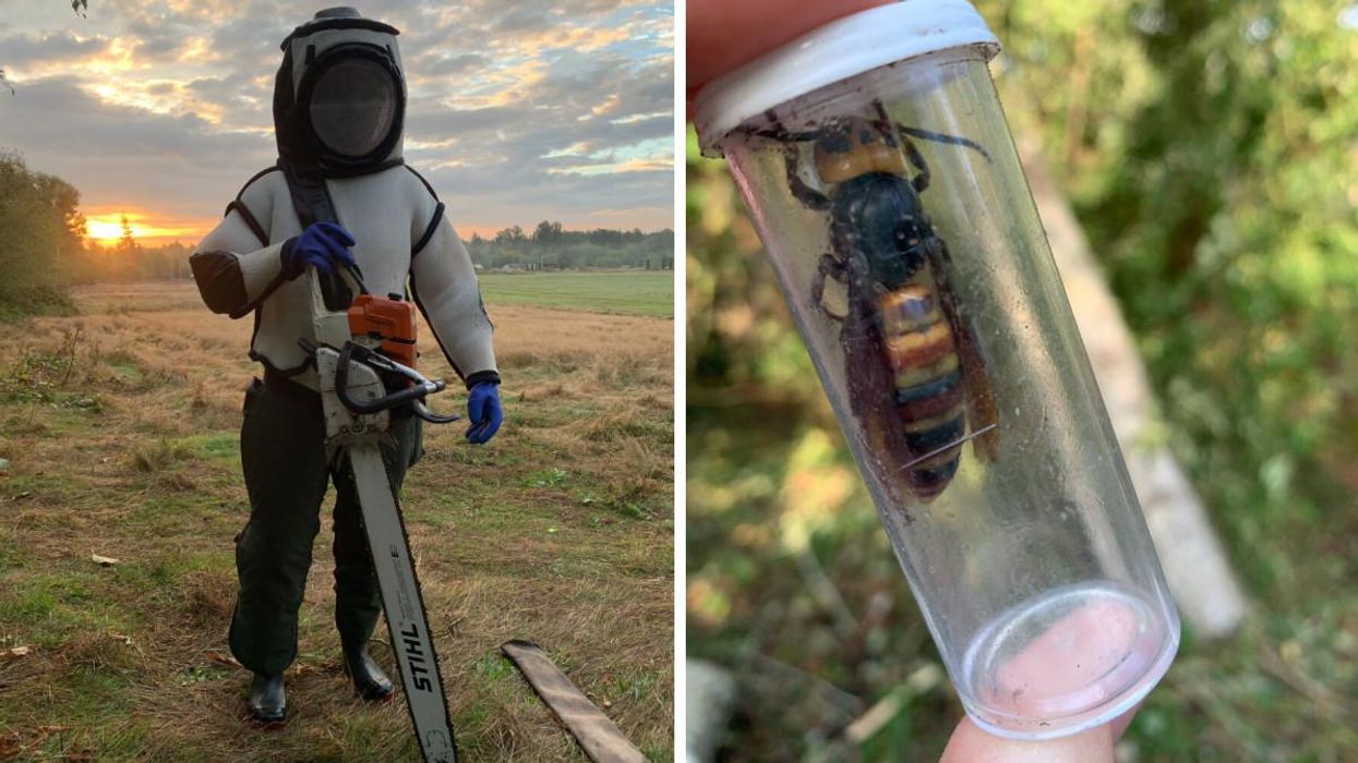 Another Murder Hornet Nest Was Just Destroyed Near The BC Border & Its Queen Is Horrifying