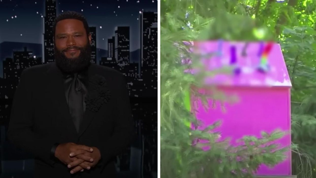 Anthony Anderson on Jimmy Kimmel Live! Right: Raccoon house on a tree.