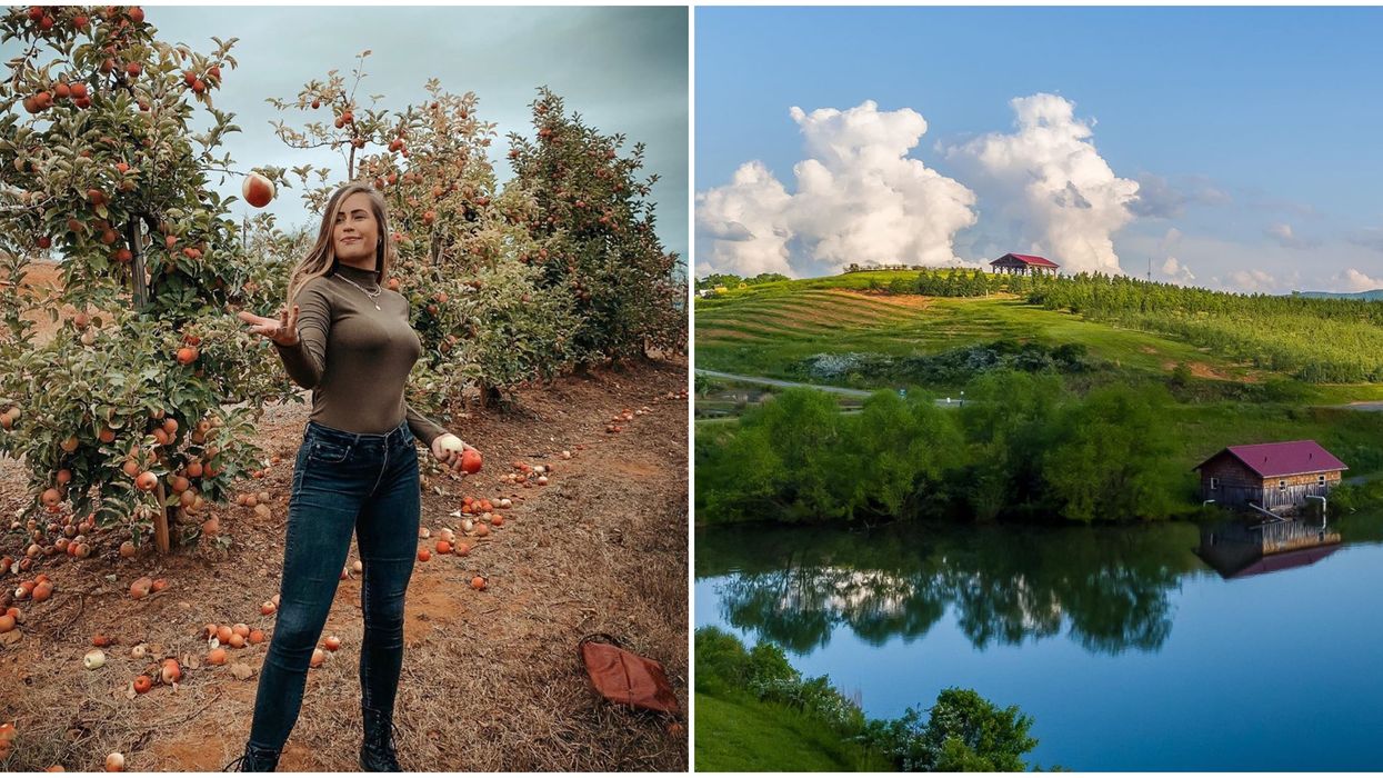 Apple Orchards In Georgia You Can Travel To Right Now With This Road Map