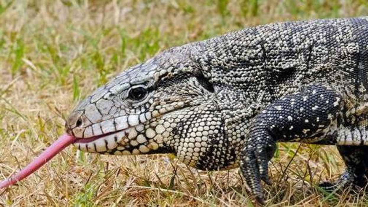 Argentine Black And White Tegus Georgia Wildlife Lizard