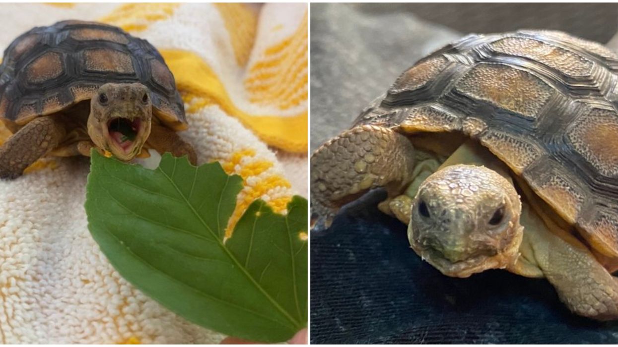 Arizona Game & Fish Is Adopting Out Desert Tortoises To Residents