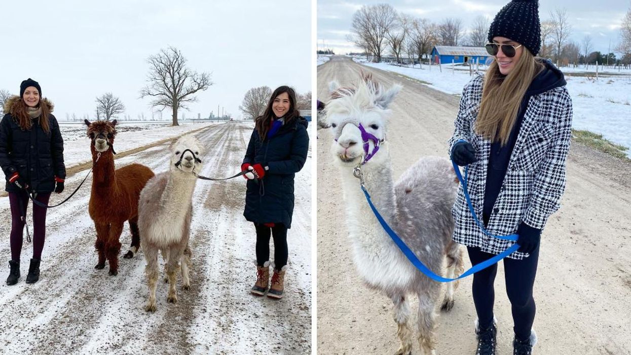 At This Ontario Farm You Can Walk Fluffy Alpacas & It’s Cuteness Overload