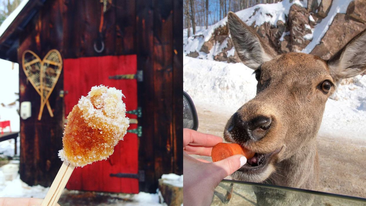 At This Sugar Shack Near Ottawa You Can Feed Cute Canadian Animals