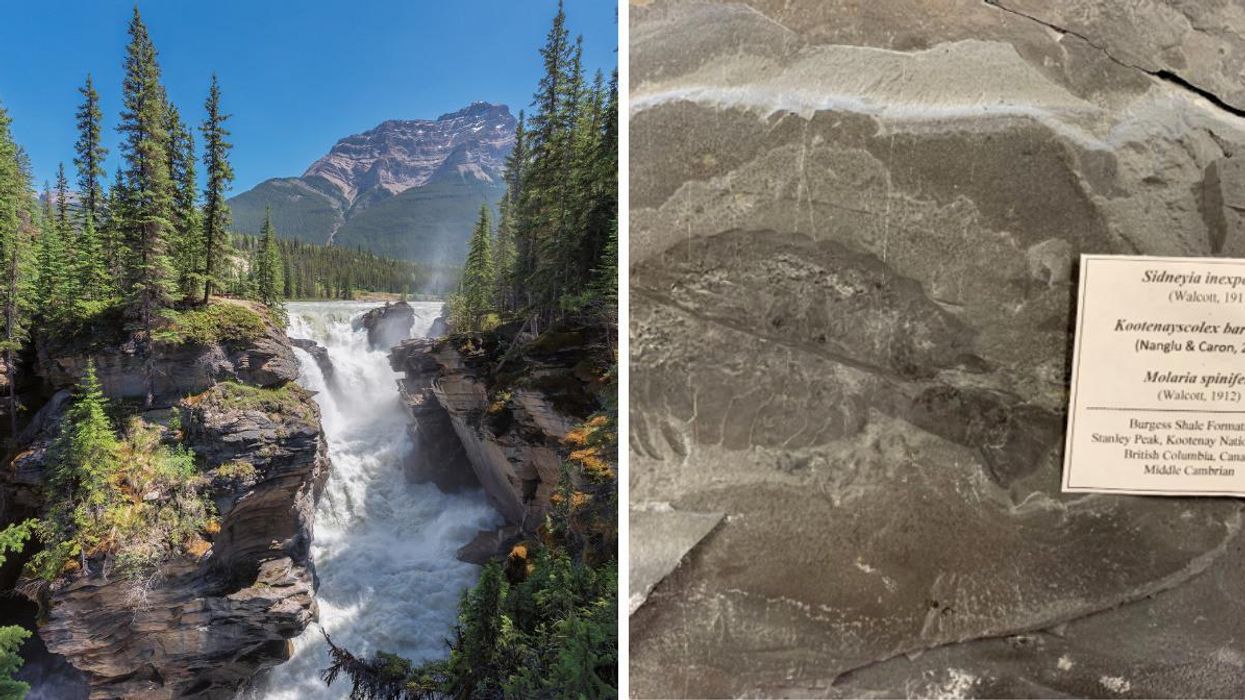 Athabasca Falls in Jasper National Park. Right: A fossil recovered by Parks Canada.